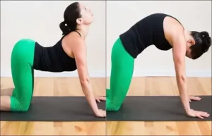 Hình ảnh minh họa tư thế Cat-Cow (con mèo – con bò), bài tập yoga đơn giản giúp kéo giãn cột sống và hỗ trợ cải thiện tư thế lưng 